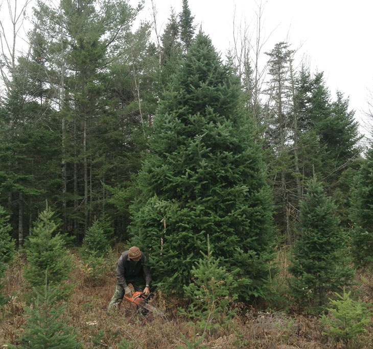 Crew member cutting an 18 foot special order tree, destined for New York City