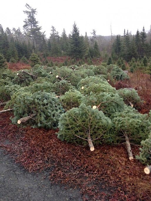Our Christmas trees ready to be baled
